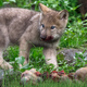 Image for article titled Pack Members Worried Young Wolf May Be Sociopath After He Mauls Rabbit